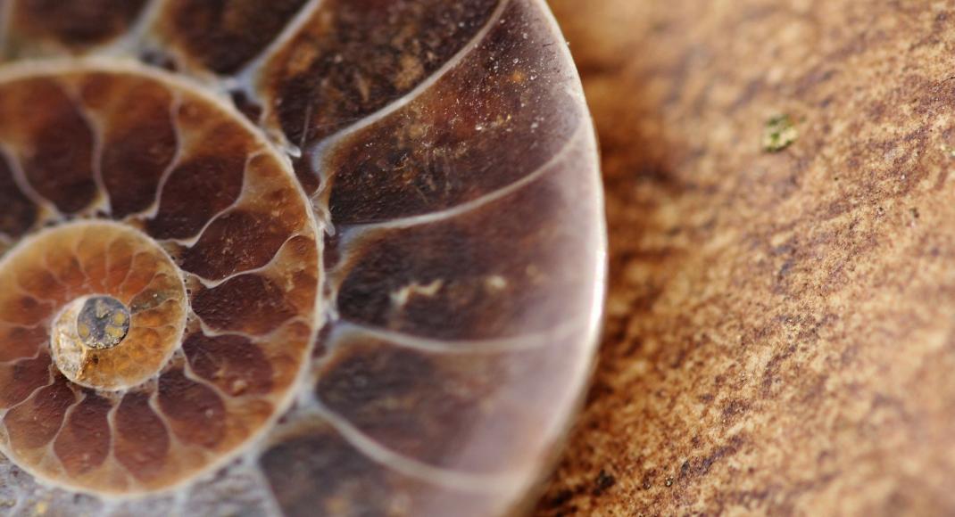 Ammonite fossil
