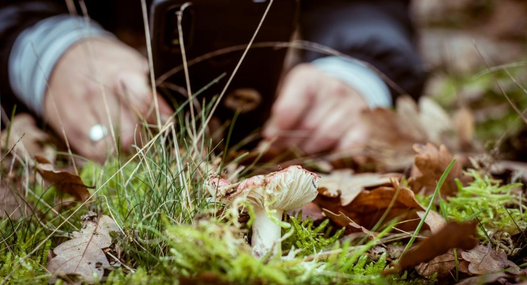 Persoon fotografeert Vliegenzwam met Obsidentify App 