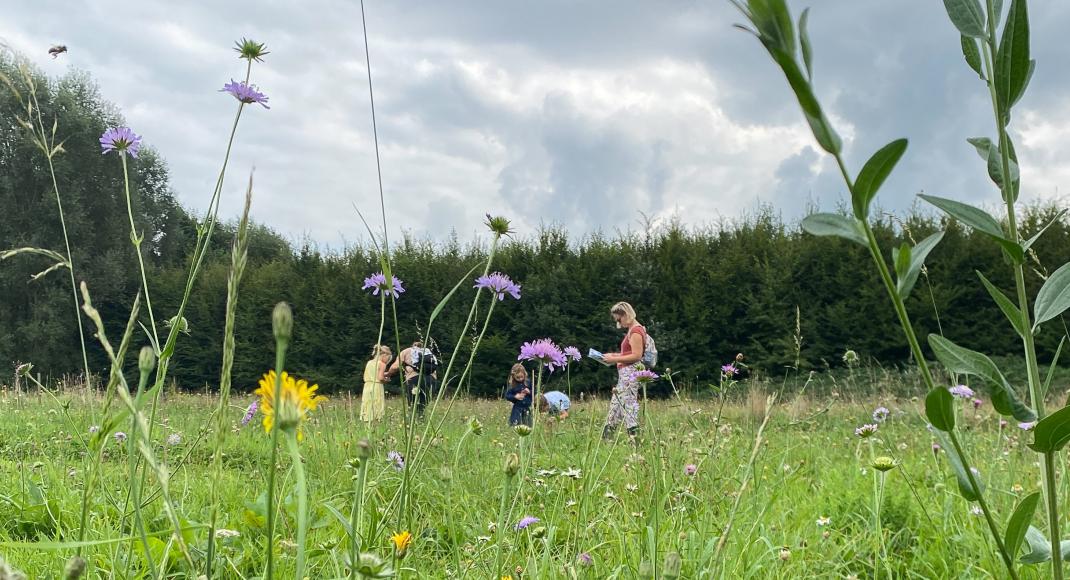 Flowerpower flower meadow