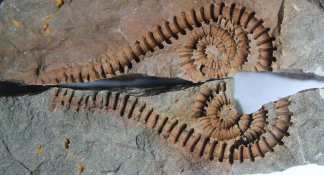 Paleontologica Belgica
