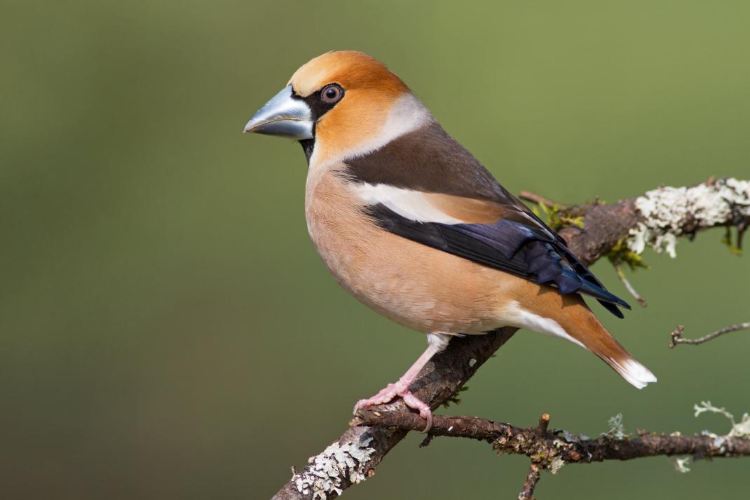 Appelvink  © Natuurpunt / Luc Meert