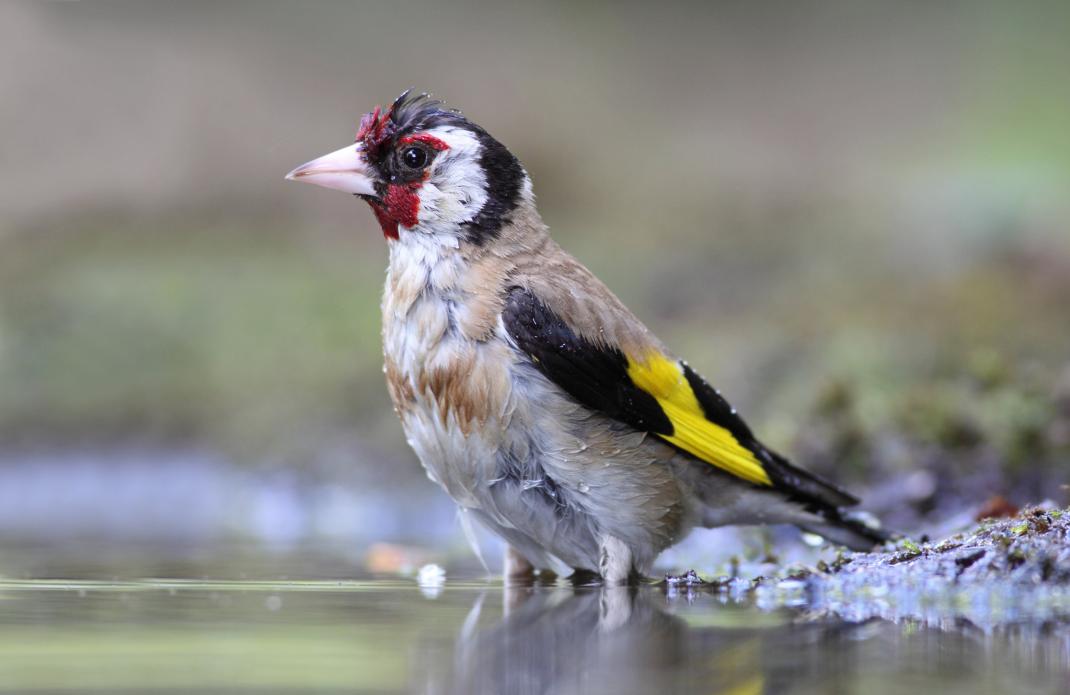 Putter  © Natuurpunt / Luc Meert